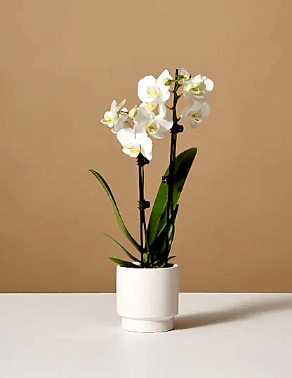 Petite White Orchid with Yellow