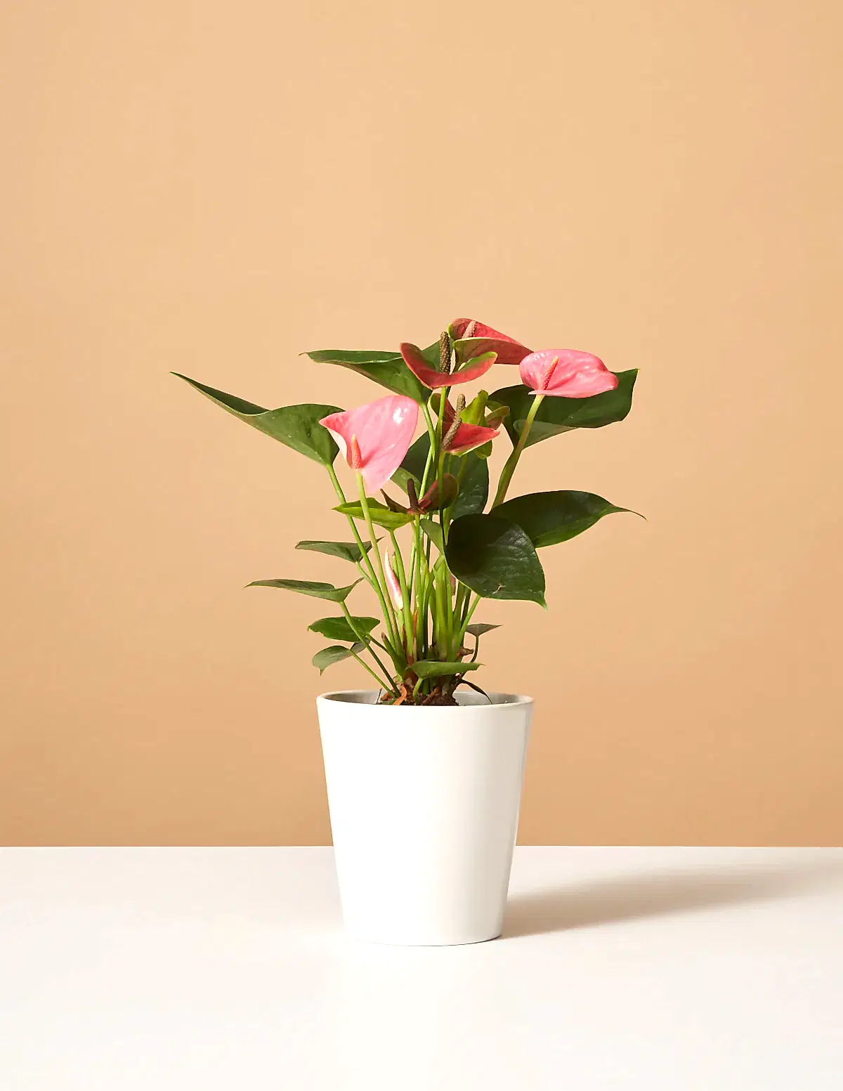 Pink Anthurium