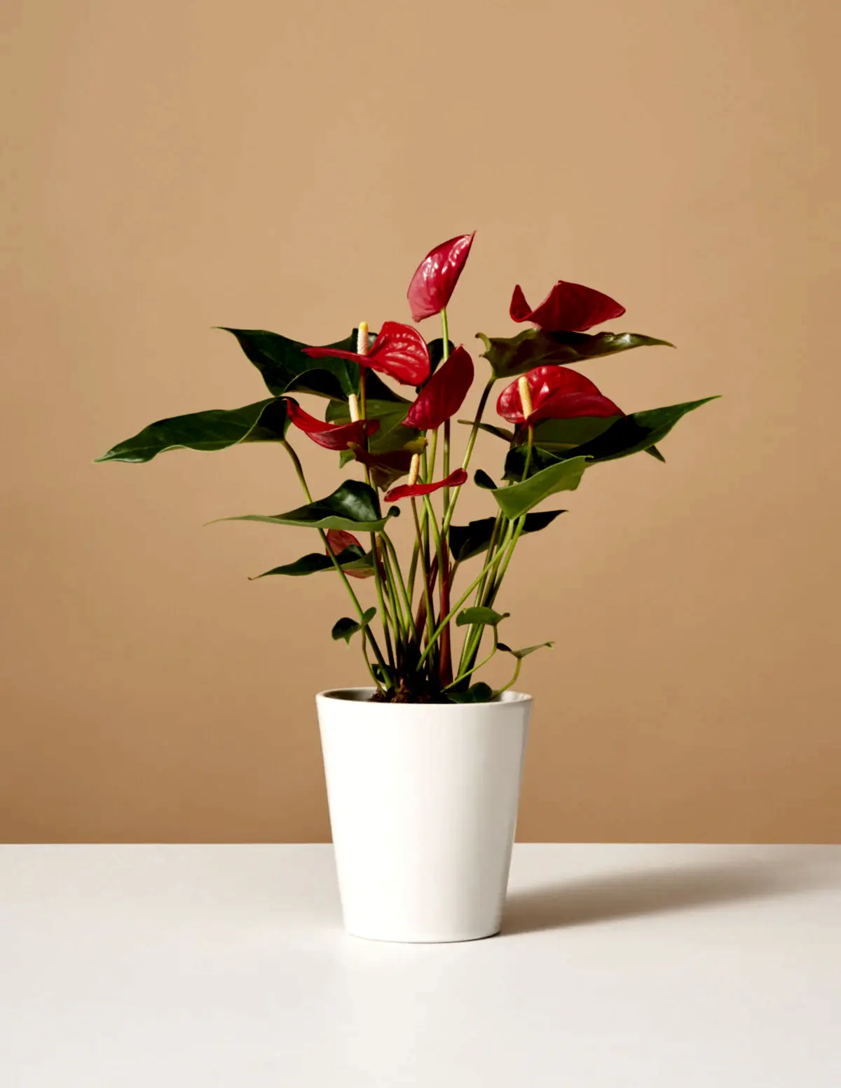 Red Anthurium