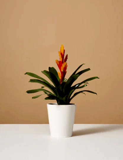 Bromeliad Vriesea Intenso Orange
