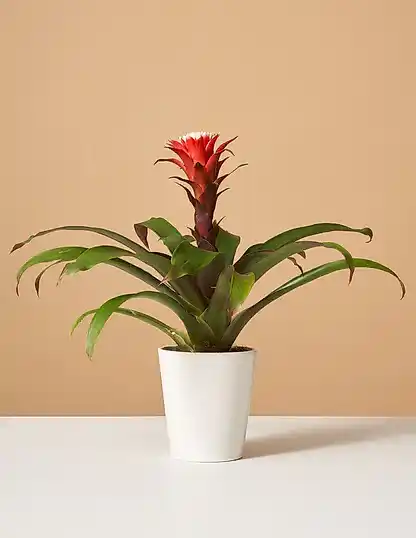 Bromeliad Red Guzmania Hope