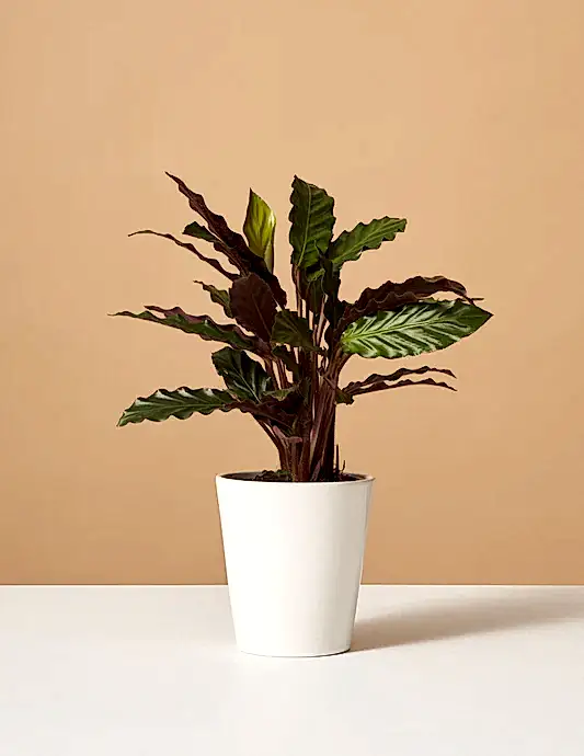 Calathea Wavestar
