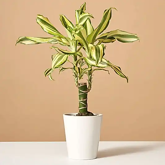 Dracaena Fragrans ‘Sol’