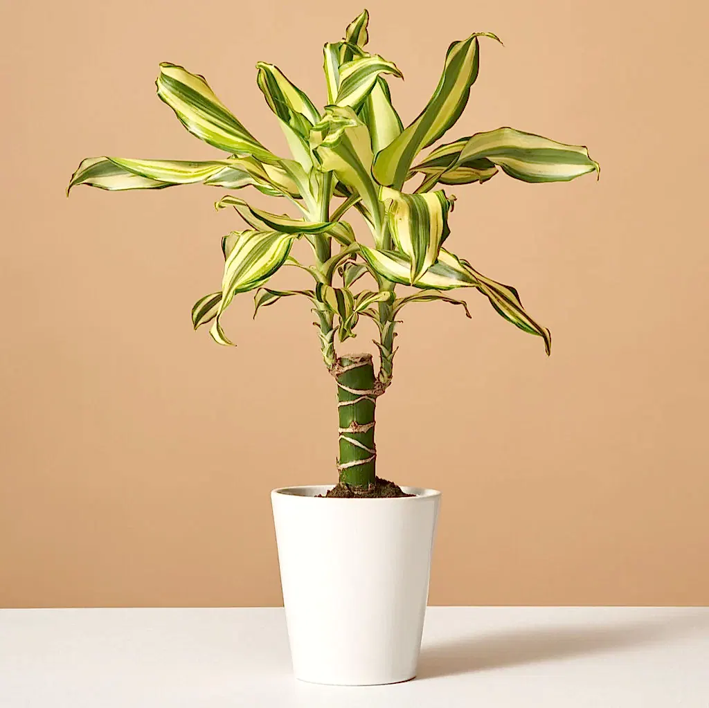 Dracaena Fragrans ‘Sol’