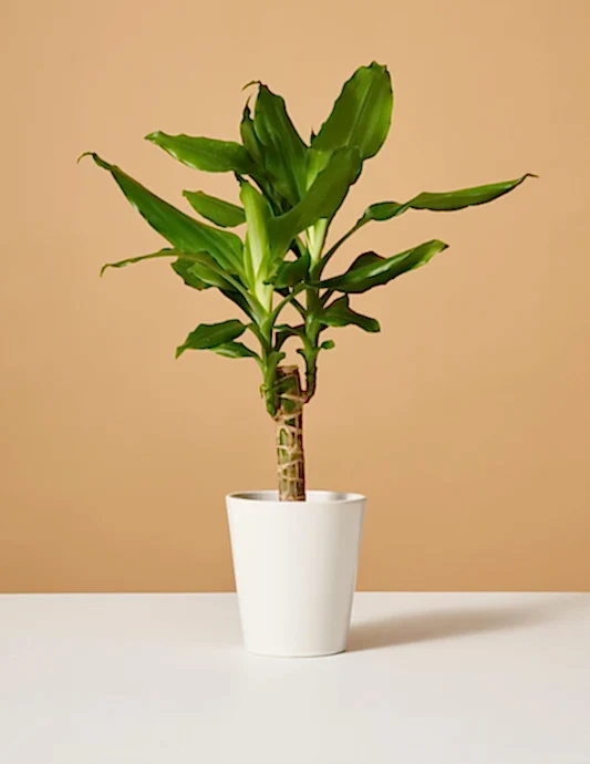 Dracaena Fragrans Green