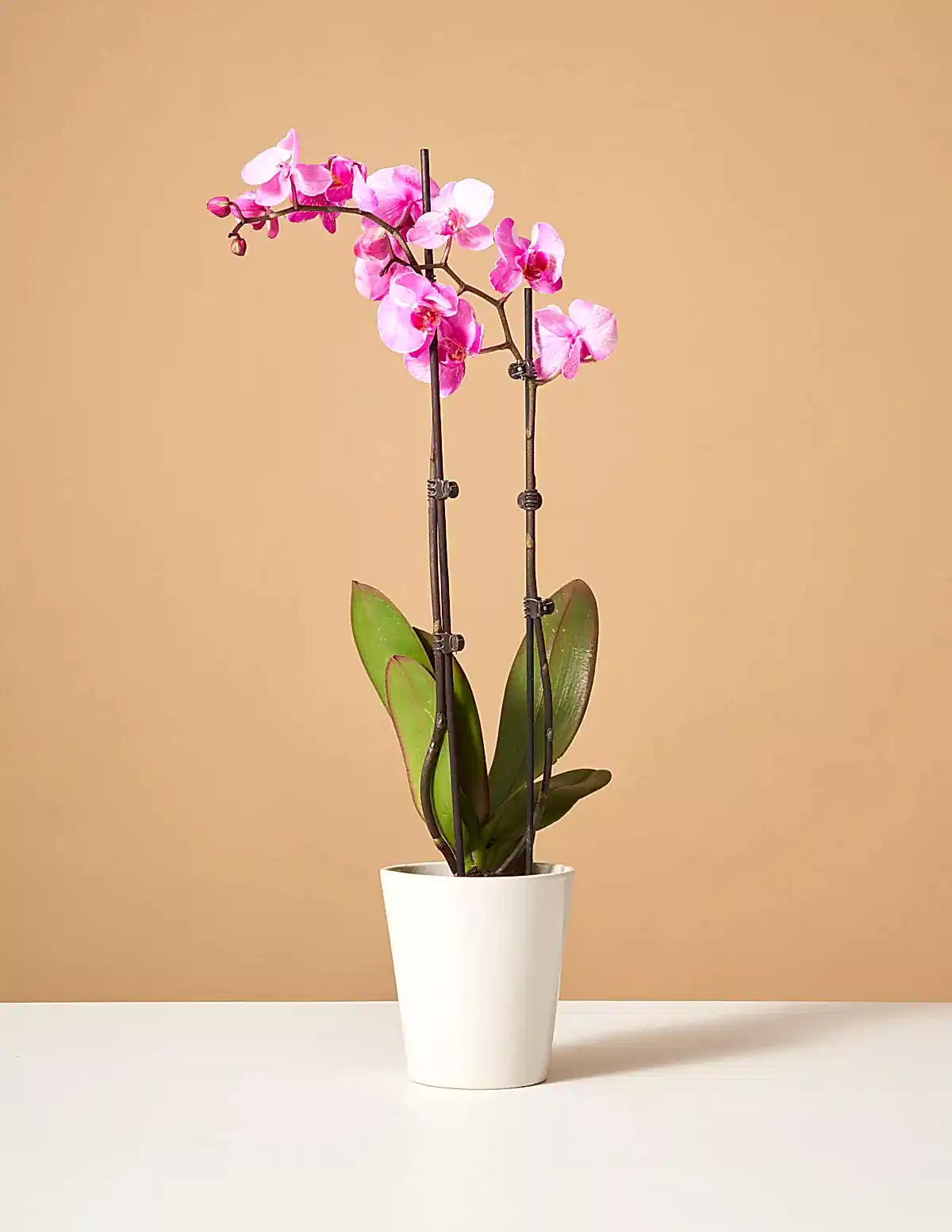 Pink Watercolor Orchid