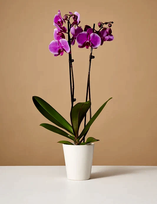 Purple Orchid