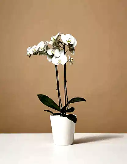 White Orchid
