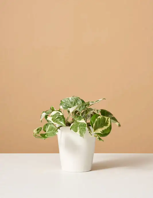 Pothos NJoy