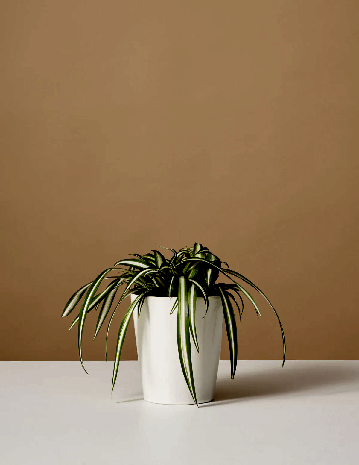 Spider Plant Variegated