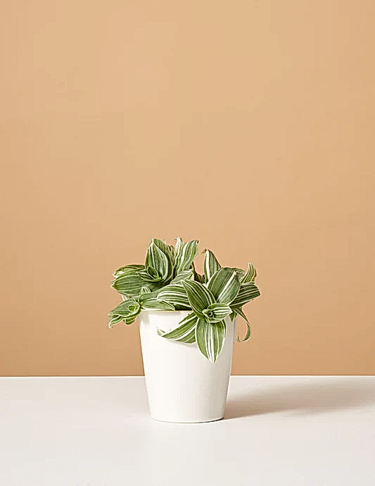 Tradescantia White Inch Plant