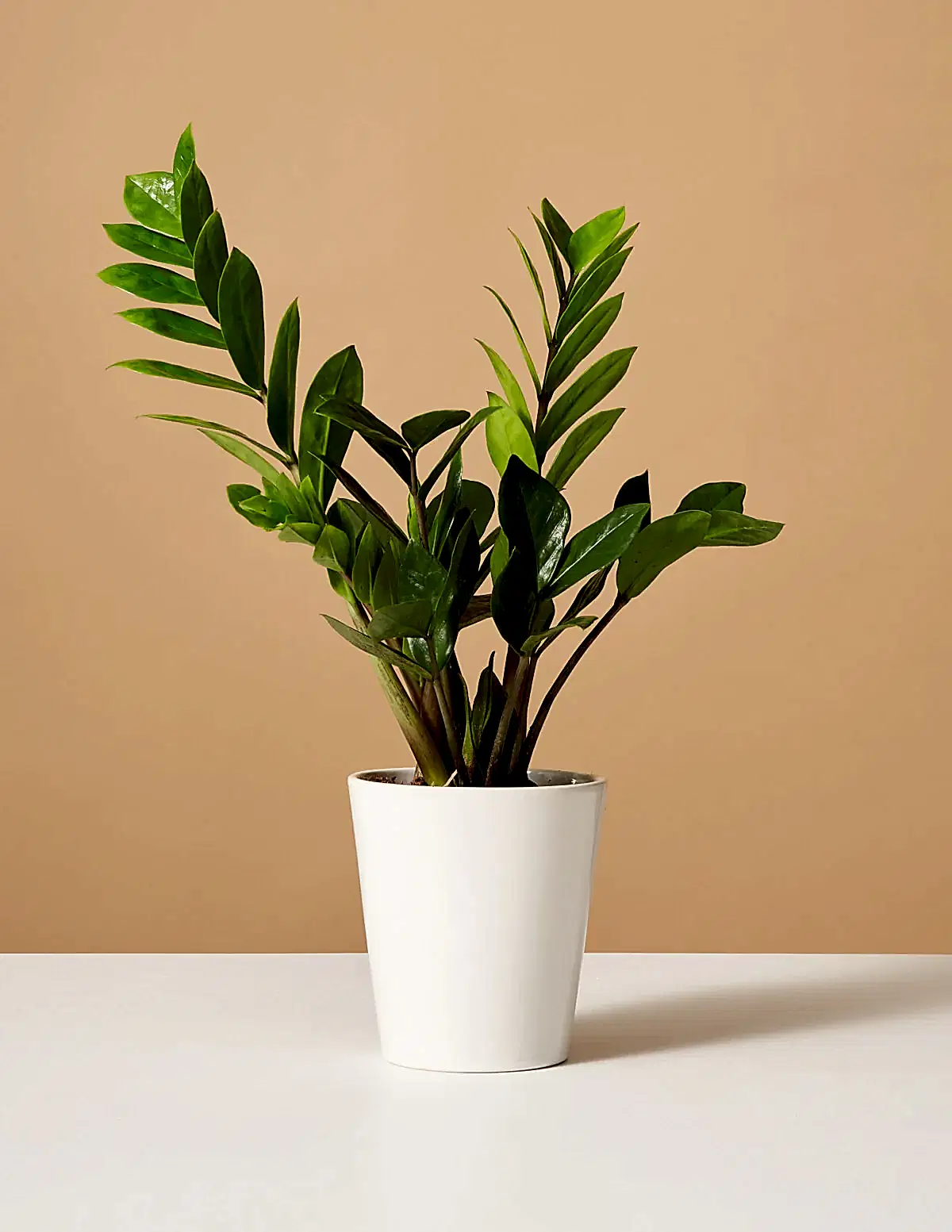 ZZ Plant